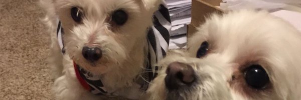 saabelieves Profile Banner