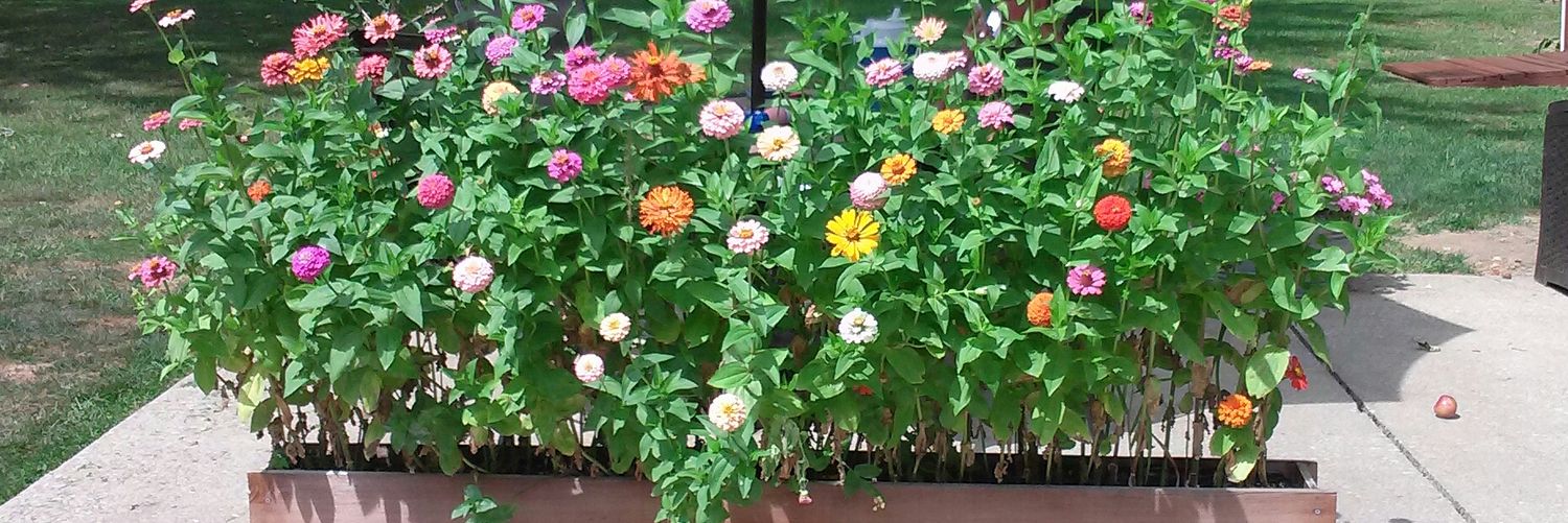 hippipeacefreak's profile banner image