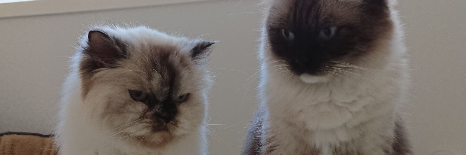 cutebeatheart's profile banner image