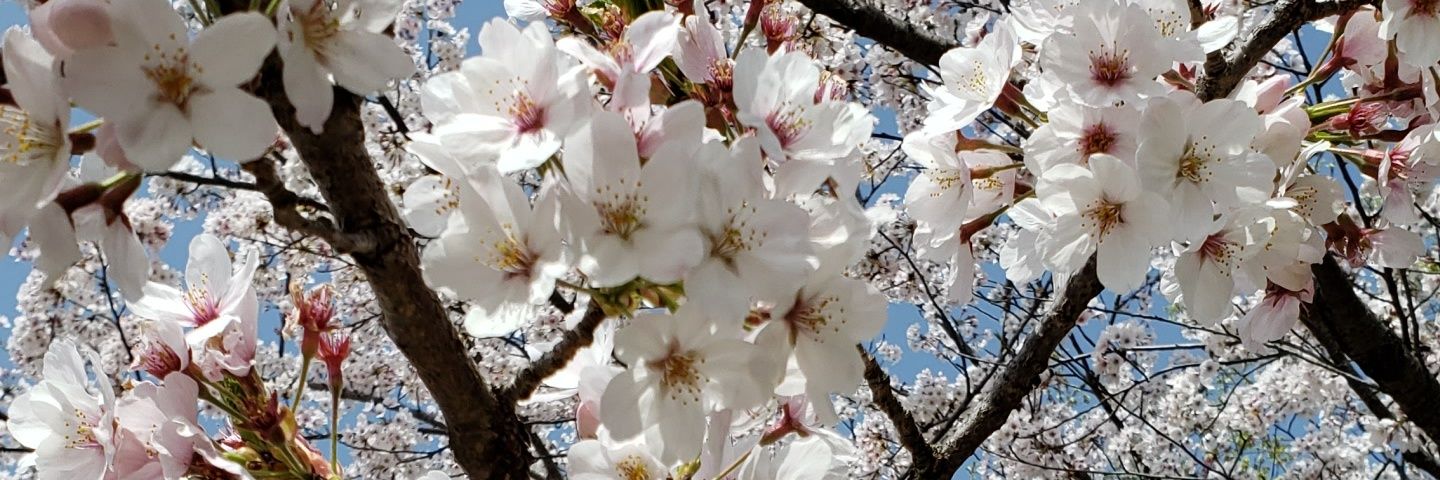 mikan__ume's profile banner image