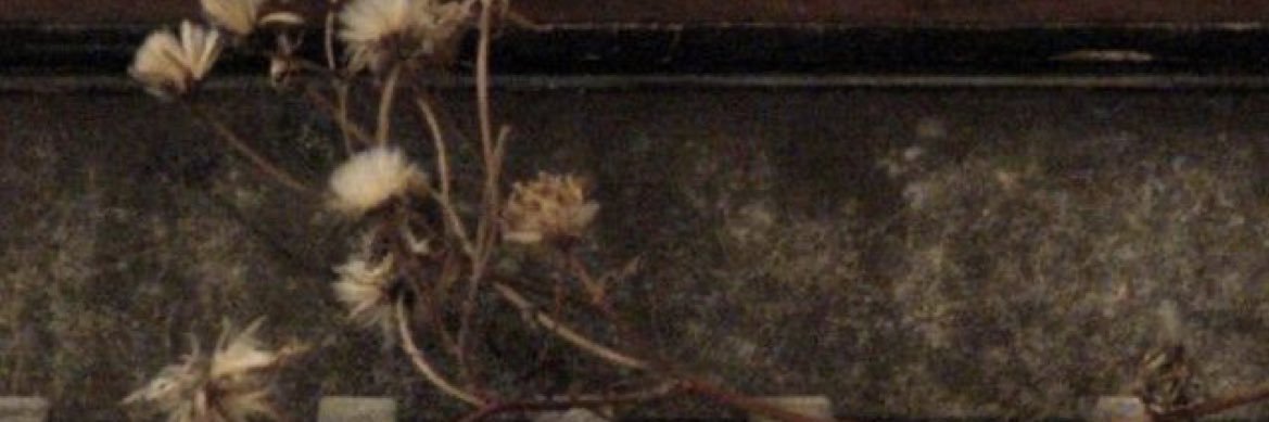 shoog0141's profile banner image