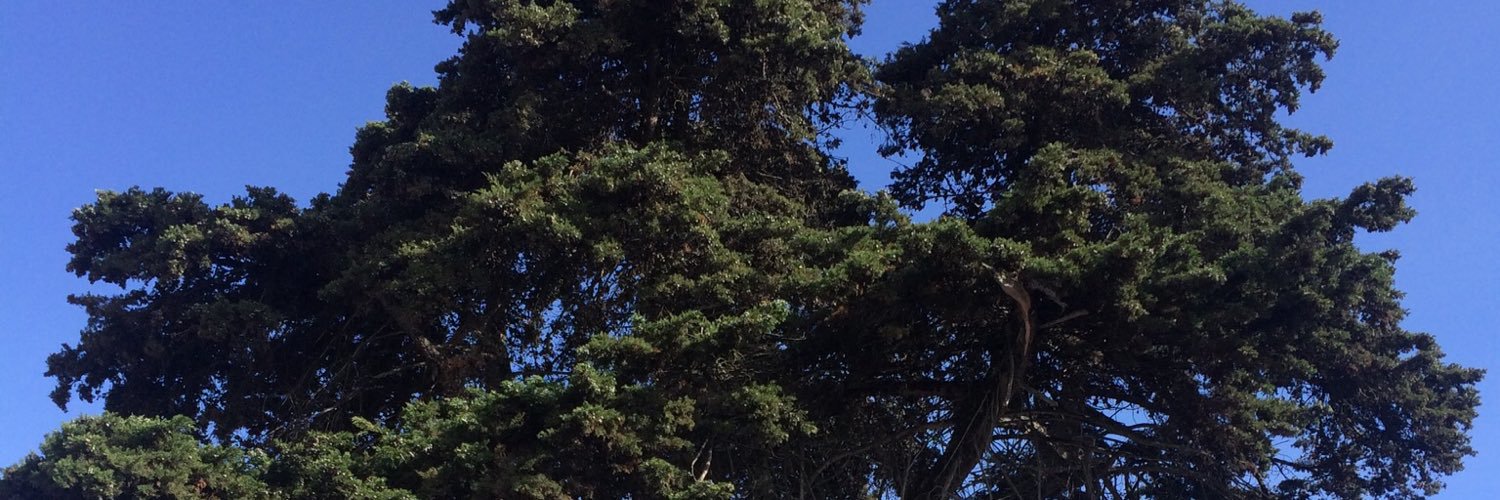 Leocepeda82's profile banner image