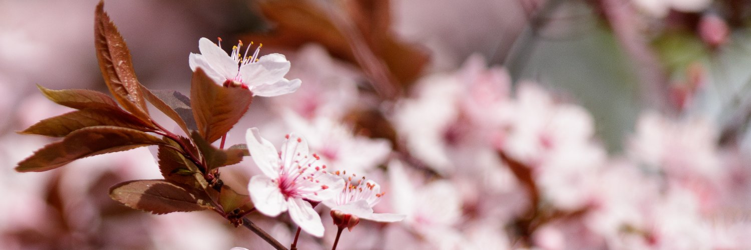 brsanthu's profile banner image