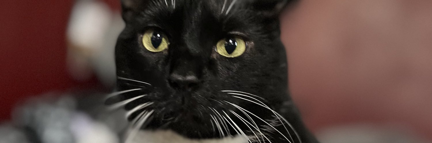 bawkcawk's profile banner image