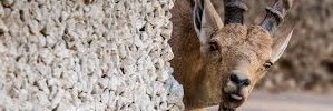 Ibex67's profile banner image