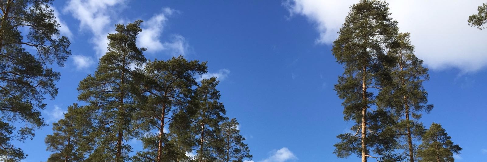 CalicoTeach's profile banner image