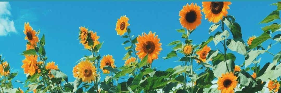 daishy_dac's profile banner image