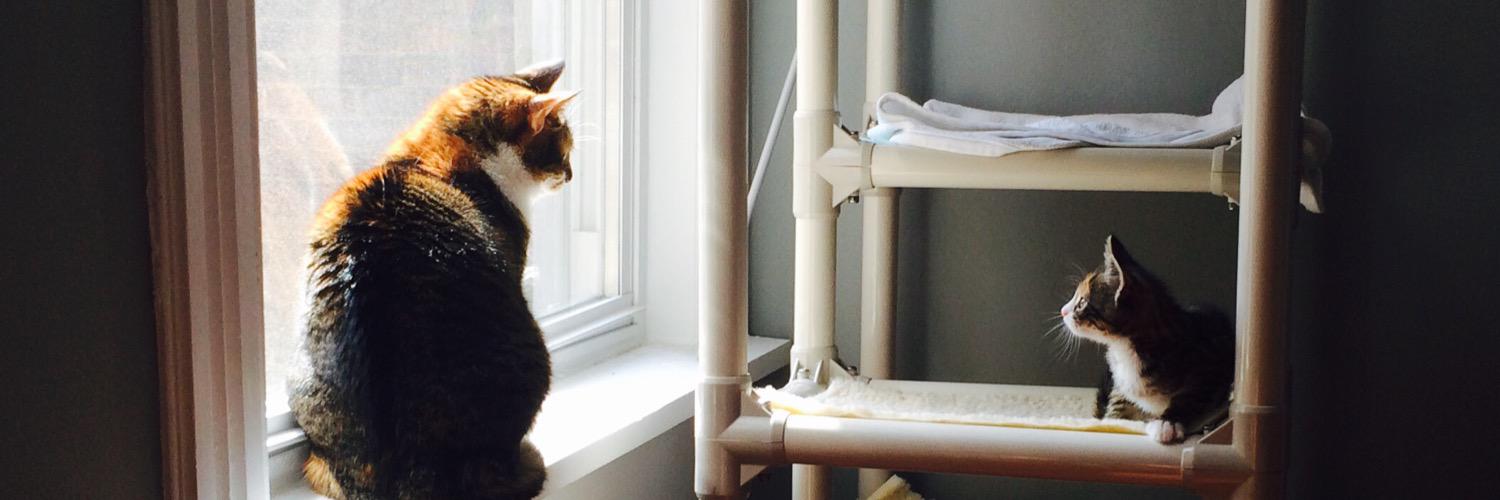 JerseyCats banner