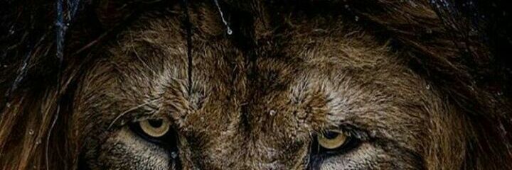 VAMOS LEONES banner