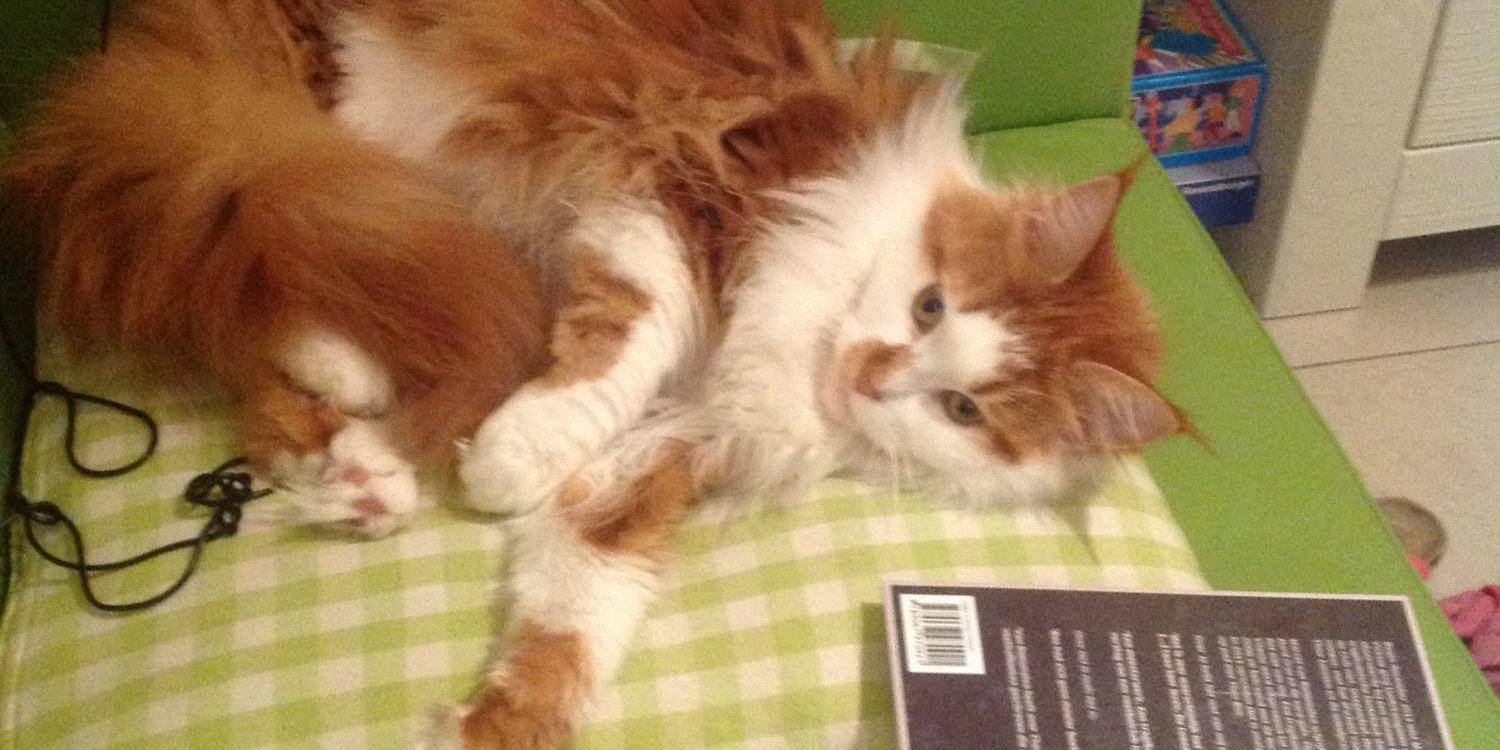 Rene Scheffer banner