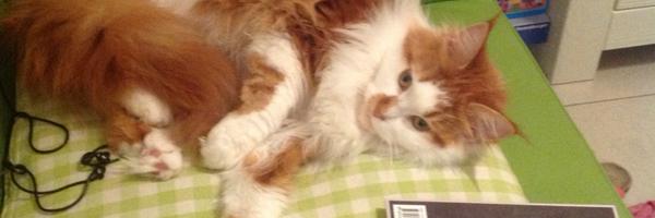 ReneScheffer Profile Banner