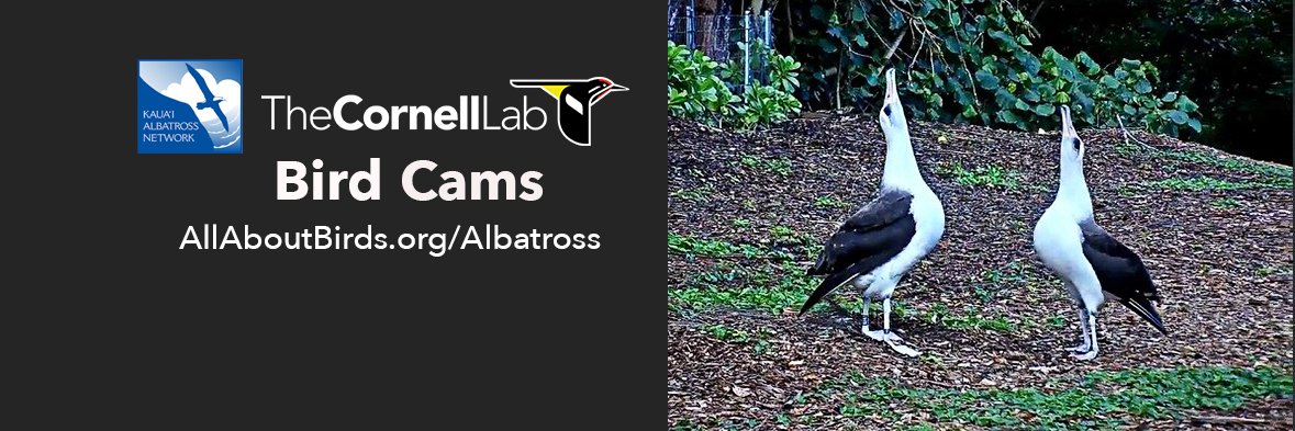 AlbatrossCam's profile banner image