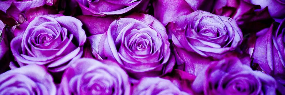 belledimm's profile banner image