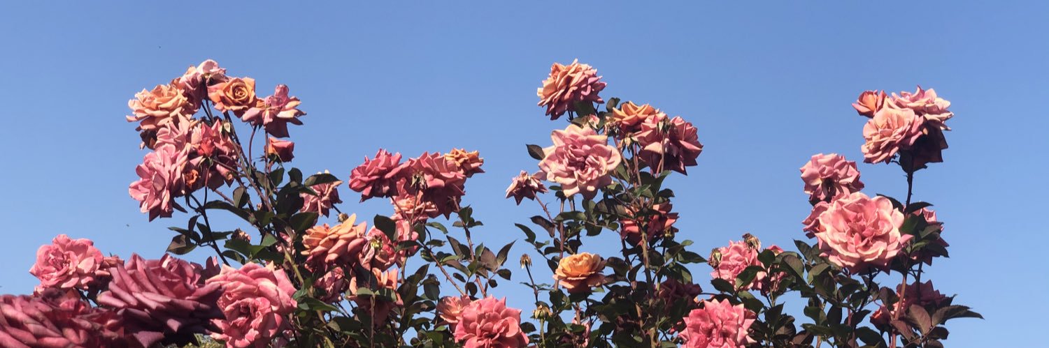 kuma1231x's profile banner image