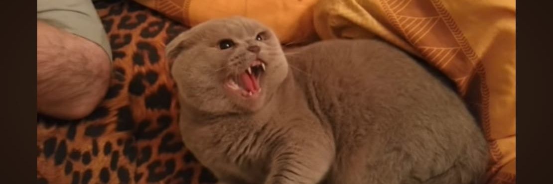 sactuscattus's profile banner image