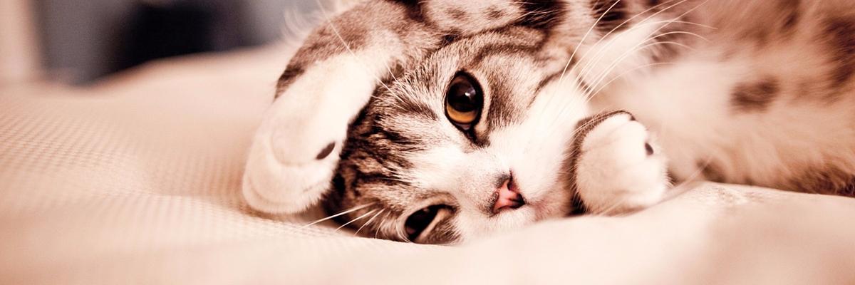 ranznimous's profile banner image