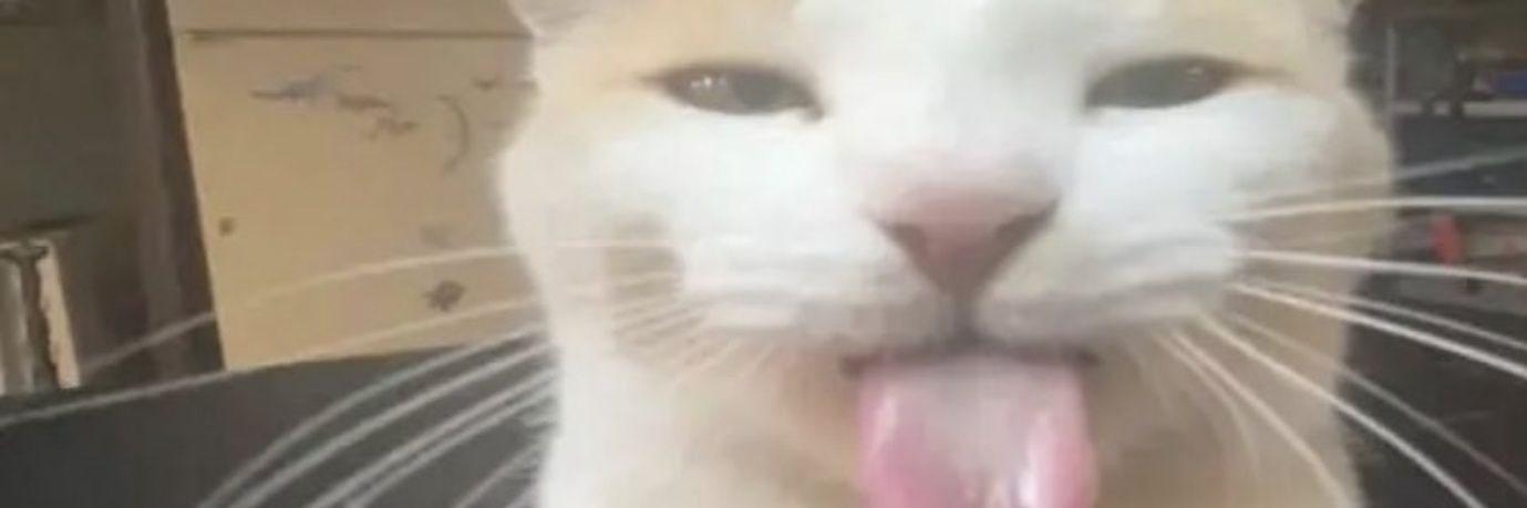 SshockKFR's profile banner image