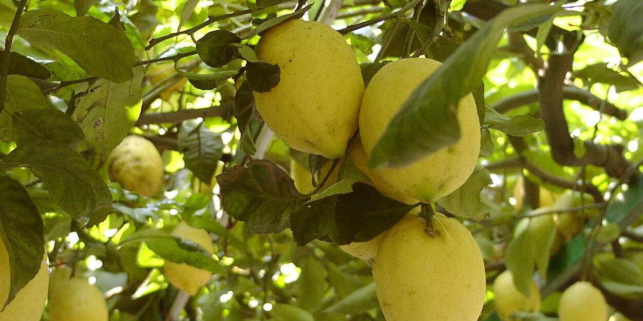 Botanical Ontologies banner