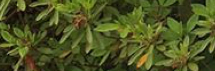 PR1NCSSS's profile banner image
