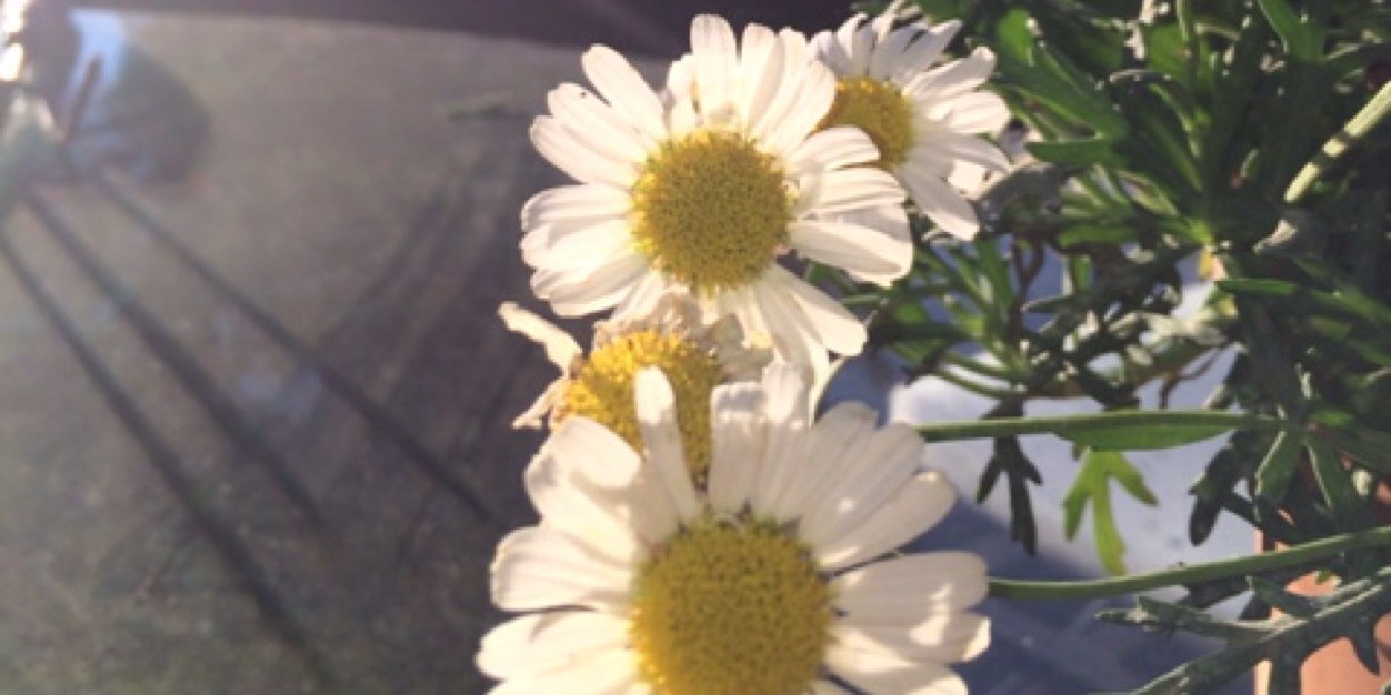 sofiasoftware's profile banner image