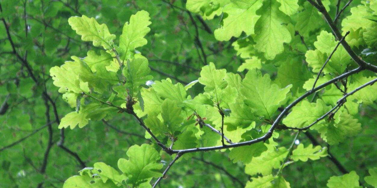 TrackATree's profile banner image