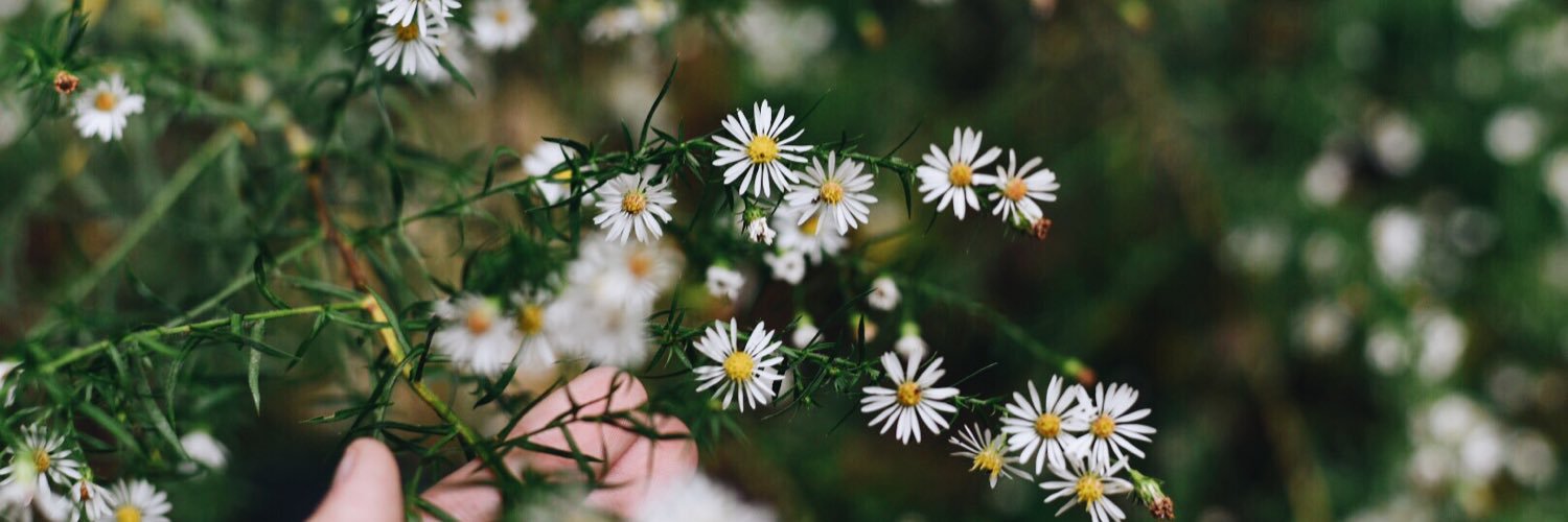 MeredithClaree's profile banner image