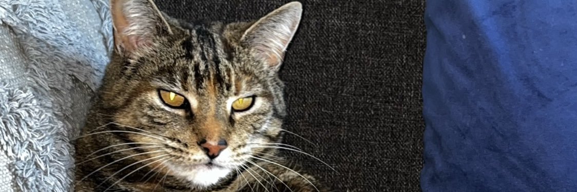 weesteffd's profile banner image