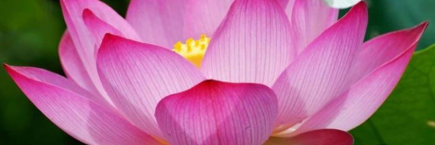 su_ca87's profile banner image