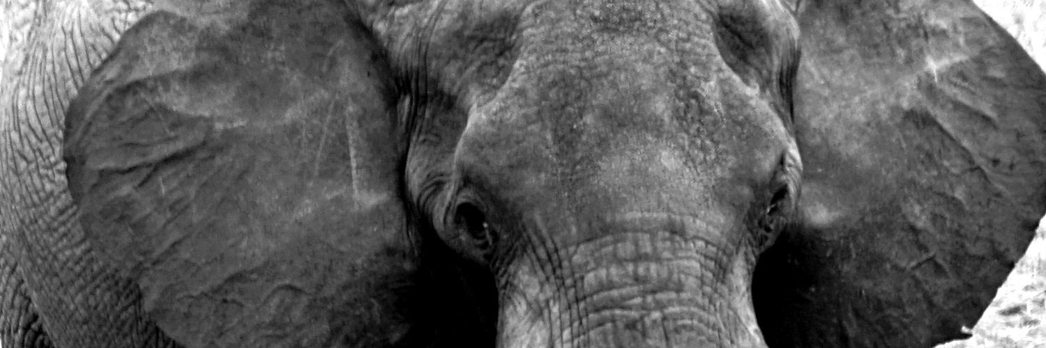 KRankloo's profile banner image