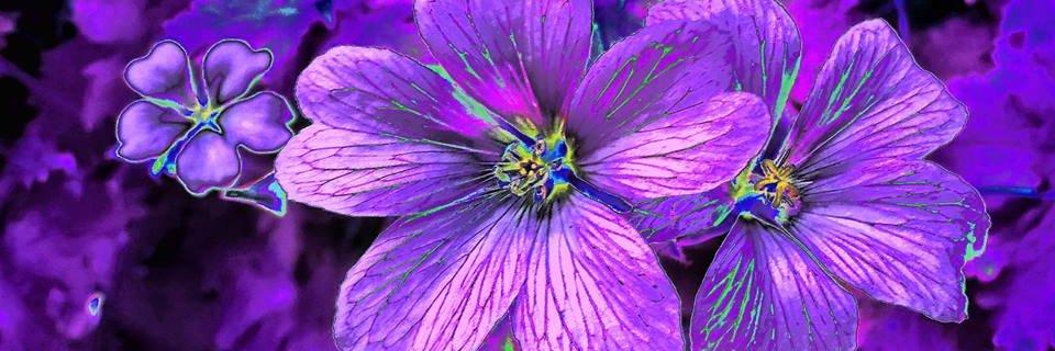 Rowan Blair Colver banner