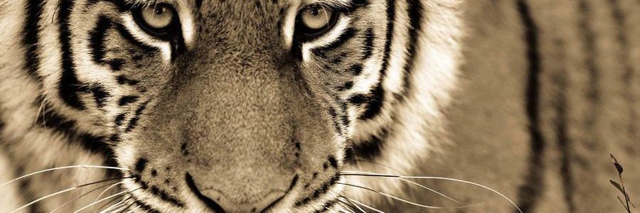 begengstrong's profile banner image