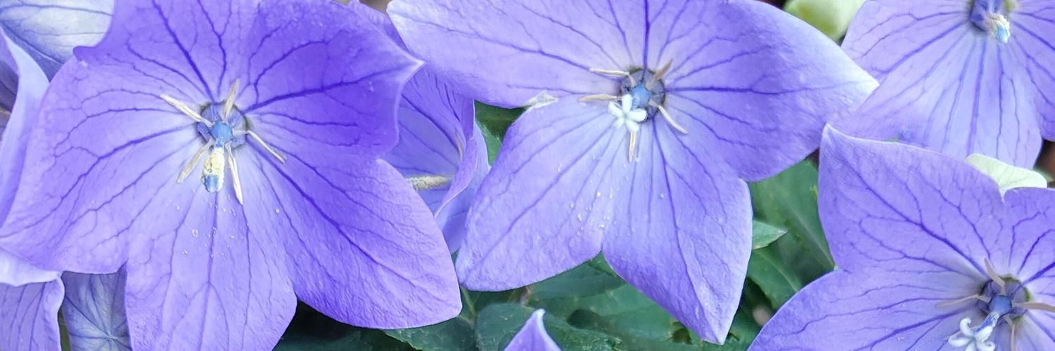 coto banner