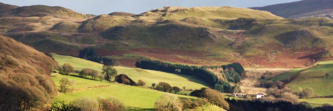 Cambrian Wool banner