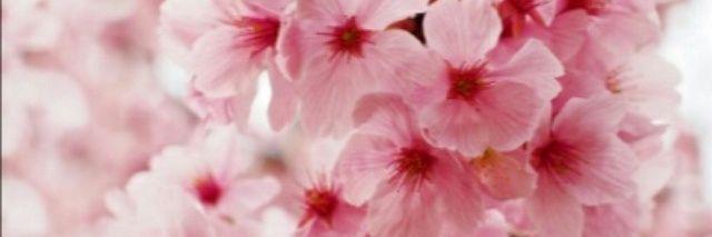 Eleonora__b's profile banner image