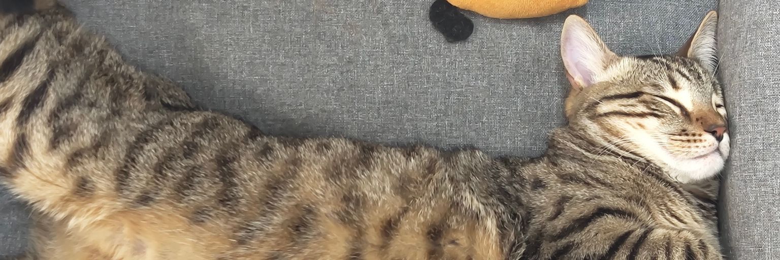 RealhostRu's profile banner image