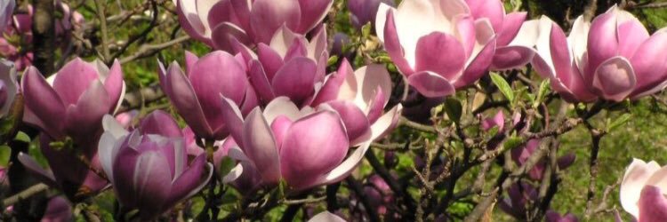 rennette3107's profile banner image