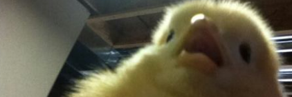 tinykittenboy's profile banner image