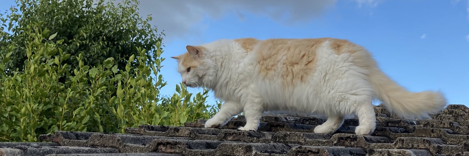 PBOYO's profile banner image