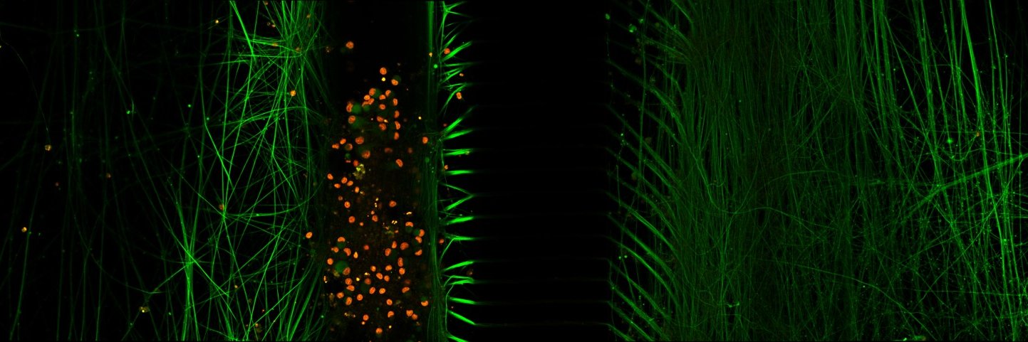 Mosab Ali Awadelkareem banner