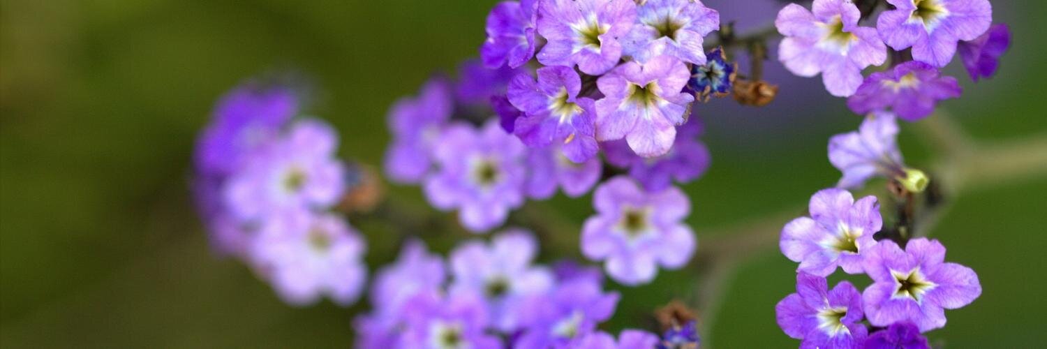 د. انتصار بنت عبدالرحمن المسلَّم banner