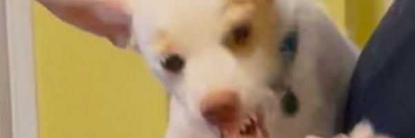 pachostale's profile banner image