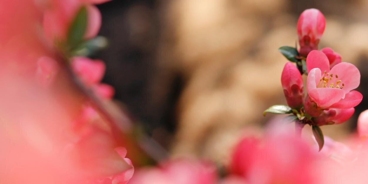 PinkPetraPhoto's profile banner image
