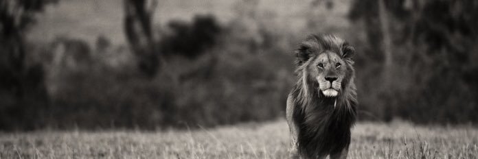 Disobdient's profile banner image
