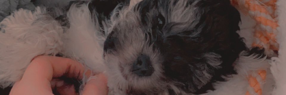 caitlin_ferris's profile banner image