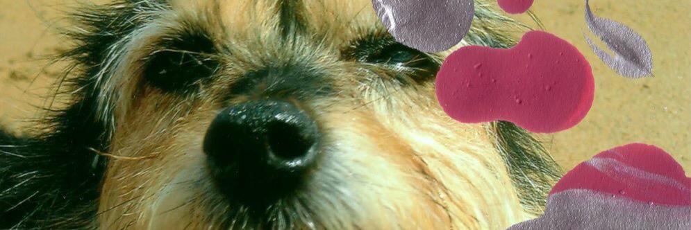 Grubs banner