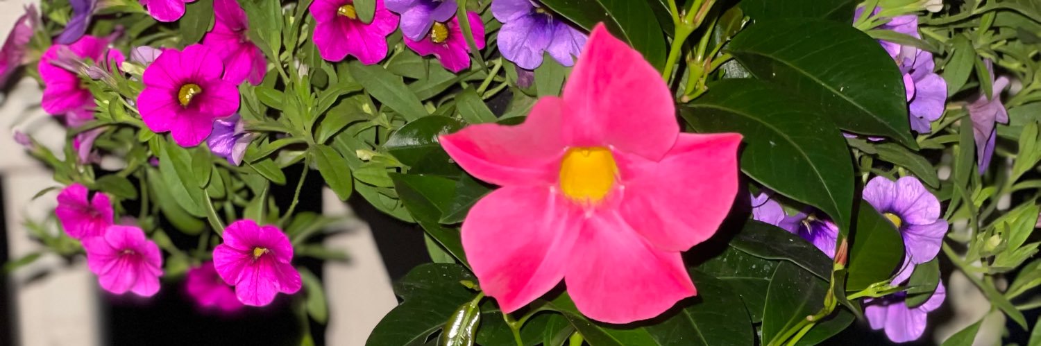 ChristineHeth's profile banner image