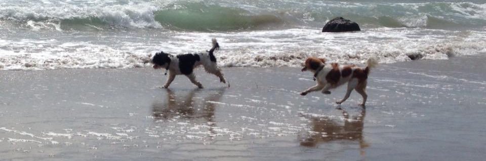 dog_lodge's profile banner image