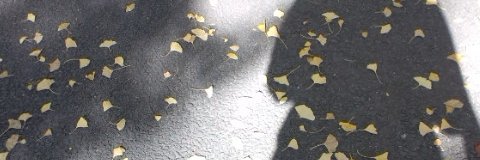 MMimosa7's profile banner image