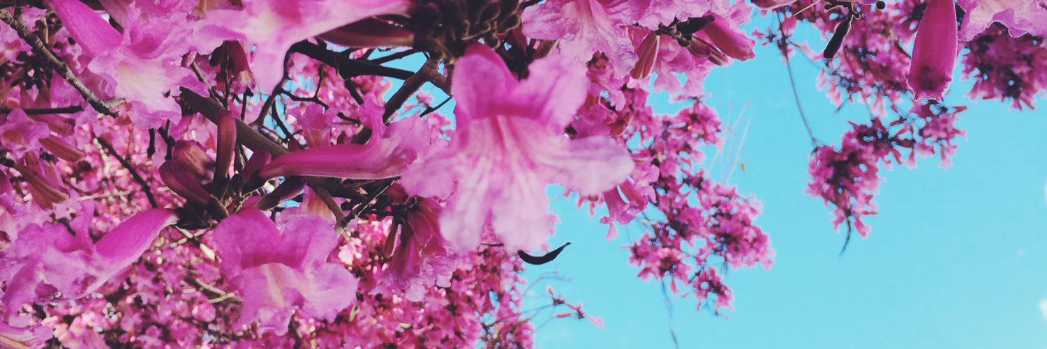 Bianca_Magick's profile banner image