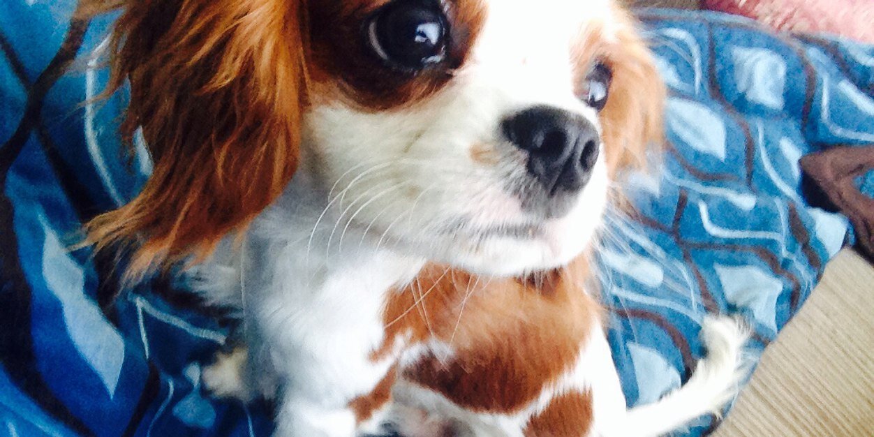 Dustin Muster banner